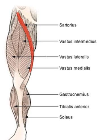 The sartorius muscle is the longest muscle in the body. Muscles Of Anterior Compartment Of The Thigh | Sartorius ...