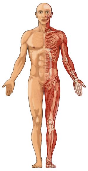 Human anatomy human anatomy and physiology bone. Human Body Skin Muscles And Bones Stock Photo - Download ...