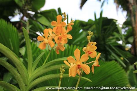 Since 1859, orchids have been closely associated with the gardens. National Orchid Garden, Singapore Botanic Gardens