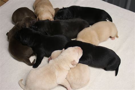 Are you looking for lab puppies wisconsin for sale? Pin by Rock Springs Lab Kennel on British Labrador Puppies ...