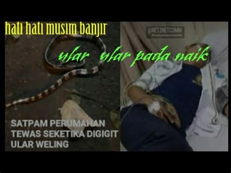 Behel gigi berdasarkan penggunaannya terbagi 2, yaitu behel permanen dan behel lepasan. was pada ular pada masuk rumah - YouTube