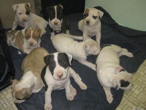 You get them with a registration certificate, a written health certificate from the vet and an extended pitbull terrier puppies adoption. blue nose pitbull puppies for Sale in Sandy, Oregon ...