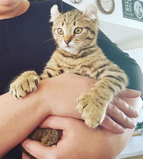 Their paws are large with prominent knuckles and may have extra toes. My brothers baby highland lynx cat. With added slightly ...