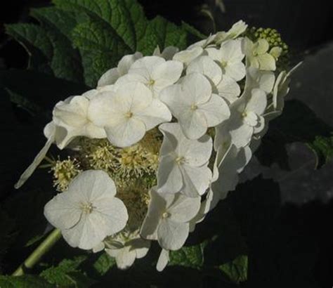 Fast delivery, safe ship warranty! Hydrangea quercifolia Snow Queen™ Oakleaf Hydrangea from ...