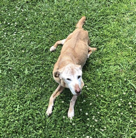Canine lymphoma is one of the most common cancers diagnosed in dogs. This is my aunt and uncles dog, Maggie. She was put down ...
