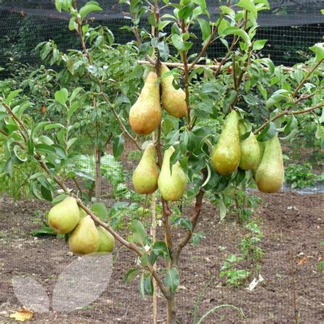 Our catalogue contains about 150 varieties/form of. Pin by Sarah Cheney on fruit | Growing fruit trees, Fruit ...