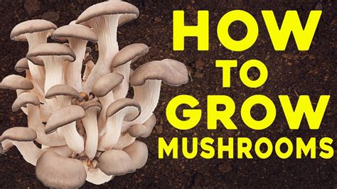 They can stay longer if they are stored in the refrigerator for about seven to ten days when in a brown paper bag, and how to grow portobello mushrooms? How to Grow Tons Of Mushrooms in Coffee Grounds at Home ...