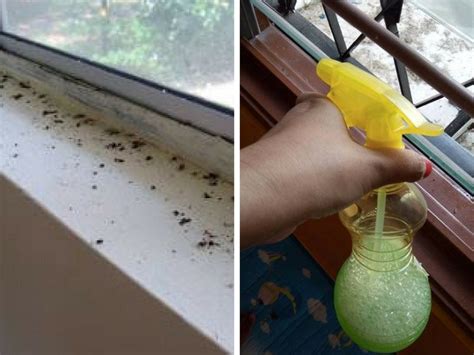 We did not find results for: Takut Anak Kecil Terkutip Tahi Cicak Di Ruang Tingkap ...