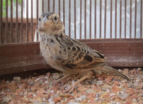 Burung branjangan merupakan salah satu jenis burung yang dipelihara karena suara kicauannya yang merdu. Gambar Branjangan Jawa - Gambar Burung Branjangan Javanica ...