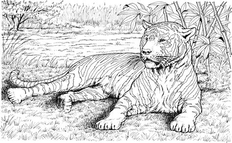 Real animal coloring pages jungle coloring pages and. coloring pages for adults realistic animals - Google ...