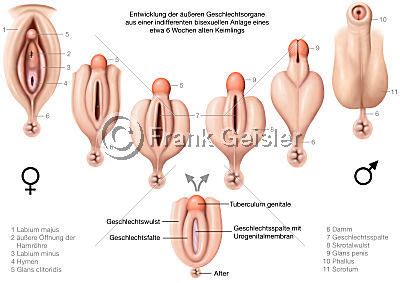 Intersexuelle menschen weisen körperliche merkmale beider geschlechter auf. How do hermaphrodites pee? : TooAfraidToAsk