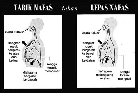 Pernapasan perut adalah pernapasan yang mekanism. RIBATH Archery Club: Latihan Teknik Pernafasan