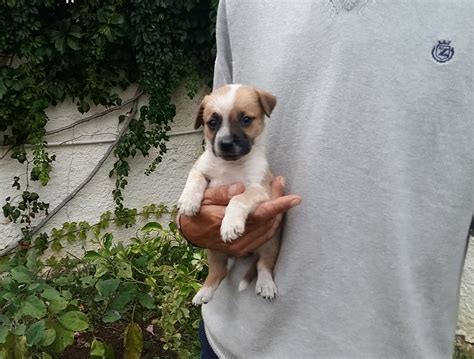 I due furgoni sono stati bloccati verso le 4 del. Adotta un cane a Siracusa: Cucciola 40 giorni taglia ...