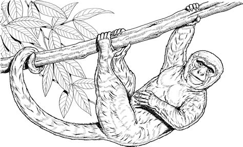 How to draw a realistic monkey, draw real monkey, step by step, drawing guide, by dawn. Realistic Monkey Coloring Pages - Coloring Home