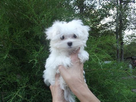 Maltese are a very special breed and make the most wonderful pets. Maltese Puppies For Sale | Marion, NC #242388 | Petzlover