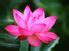 36 Lotus ideas | lotus, lotus quote, lotus flower meaning