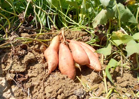 How to pick sweet potatoes from the garden. Late rains not stopping good sweet potato yield ...