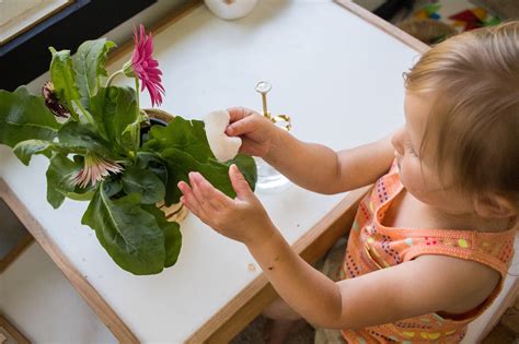 What makes it special michelia champa care. Plant Care in a Montessori Home