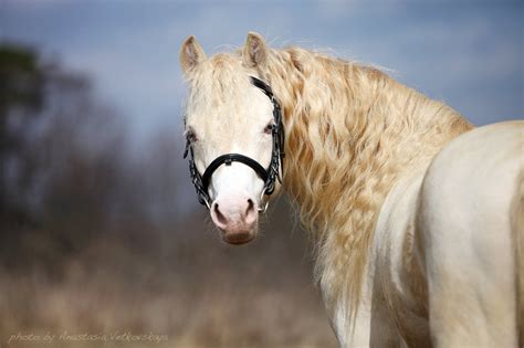 У этой породы несколько вариантов. Уэльский пони - фотографии - equestrian.ru