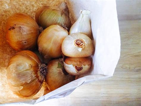 I didn't see deliverance or network until i was older but he was in practically everything i liked. 7 Secrets to Harvesting, Curing, and Storing Onions ...