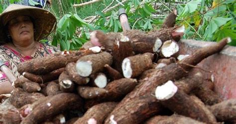 Untuk yang baru pertama kali nak buat, kuih talam ni ada pelbagai jenis dan bol. Bicara Mentari: Khasiat ubi kayu