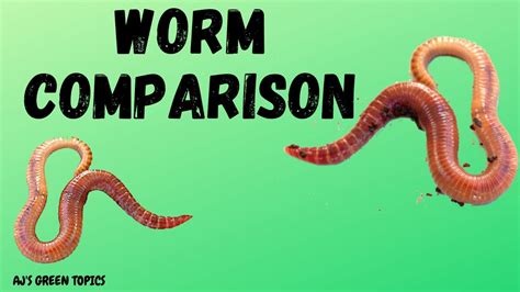 European nightcralwers, the best garden worm! Composting Worms Comparison - Red Wigglers And European ...