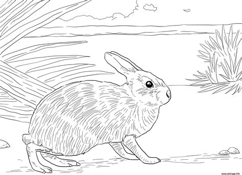 J'ai choisi un style de dessin plutôt réaliste pour dessiner mes modèles. Coloriage nautre lapin realiste - JeColorie.com