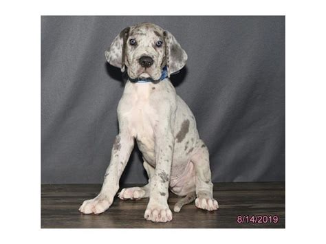 See more ideas about great dane puppy, pup and puppies for sale. Great Dane-DOG-Male-Blue Merle-2433547-Petland Carriage Place