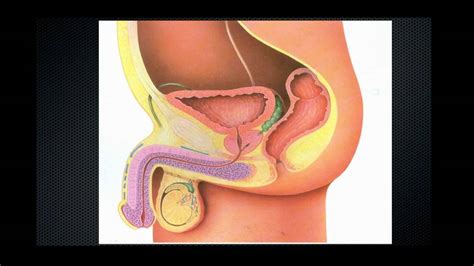 Making up for the biggest healthcare job in the u.s., nurses play a vital role in medical facilities and enjoy a large number of job opportunities. Function & Location of the Prostate & BPH Issues - YouTube