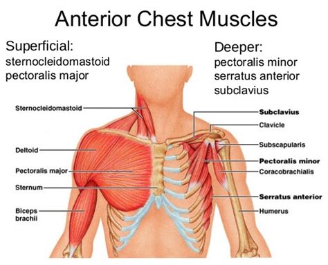 Learn about each muscle, their locations & functional anatomy. Chest Muscles Diagram - The Chest Exercises And Workouts ...