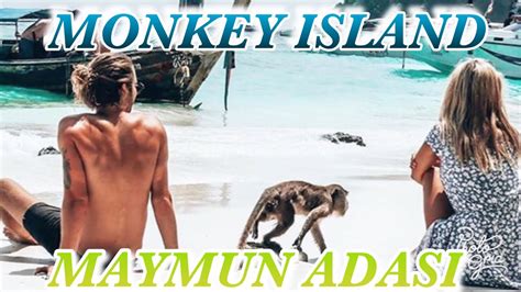 Делимся в соцсетях share in social networks monkey island thailand остров обезьян таиланд. MONKEY ISLAND THAILAND / (Maymun Adası) - YouTube