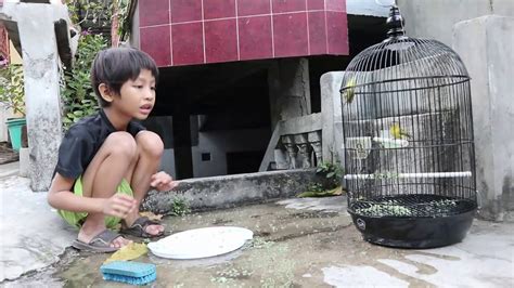 Jalak putih mempunyai warna bulu putih pada badannya dan warna hitam pada sayapnya. Membersihkan Sangkar Burung Pleci - YouTube