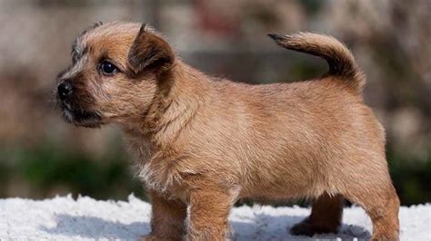 The following ntca members agree to provide breed information, answer questions, and assist prospective puppy owners in locating responsible breeders. Norwich Terrier Puppies / Poodle And Norwich Terrier ...
