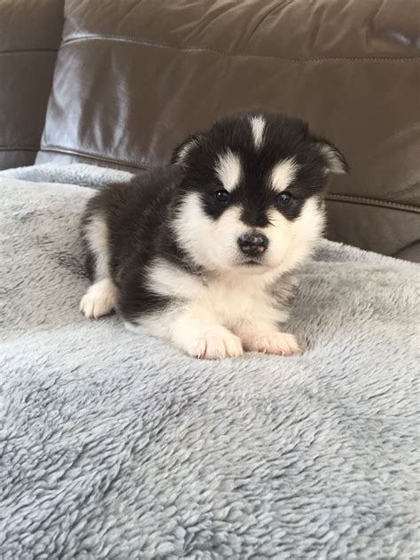 The alaskan malamute was originally selected for heavy pulling in long distances. Alaskan Malamute Puppies For Sale | Central Avenue, NJ #248968