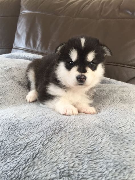 The alaskan malamute is a large breed of dog that was originally bred for their strength and endurance to haul heavy freight as a sled dog and hound. Alaskan Malamute Puppies For Sale | Central Avenue, NJ #248968