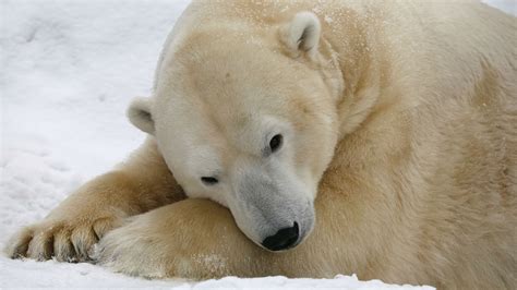 « paix verte ») est une organisation non gouvernementale internationale (ongi) de protection de l'environnement présente dans plus de 55 pays à travers le monde. Nombre Dours Polaire Au Canada - Pewter