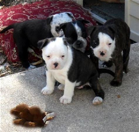 The boston terrier is compact, sturdy, and small but is not delicate or fragile. boston terrier puppies for sale in michigan | Zoe Fans Blog | Boston terrier puppy, Terrier ...