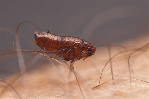 When should i book a pest treatment? Flea Bites VS Bed Bug Bite (Aug. 2020) Which Is It?