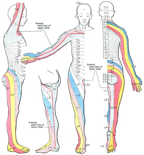 Well, both bodies and web maps have components and. Dermatome (anatomy) - Wikiwand