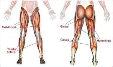 See more ideas about human body diagram, body diagram, drawings. Lower Body Muscle Groups - Body Training and Exercise