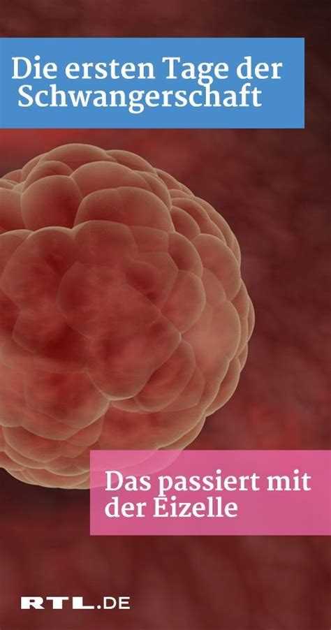 Dazu zählen etwa fehlbildungen der gebärmutter, störungen in der gefäßversorgung oder immunologische einnistungsprobleme. 60 Top Images Wann Beginnt Die Einnistung - Das Datum Fur ...