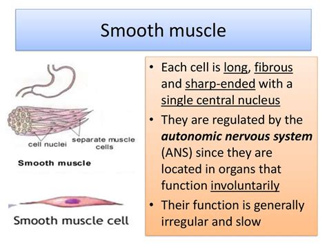 Smooth muscle diagram class 9. Human muscular system - презентация онлайн