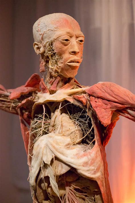 Your destination for trusted health and wellness advice, reflecting the untold experiences of people like you. At Hartford's CT Science Center, 'Real Bodies' with an ...