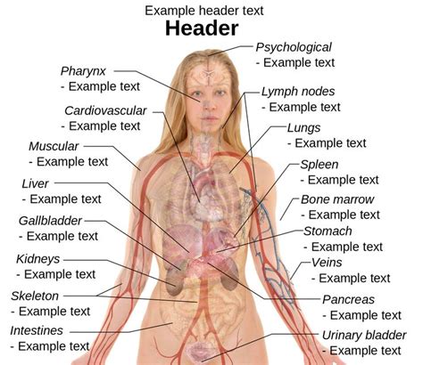 Girls body parts diagram medical education chart of biology for female body parts diagram. anatomy human body organs female | Tempat untuk Dikunjungi ...