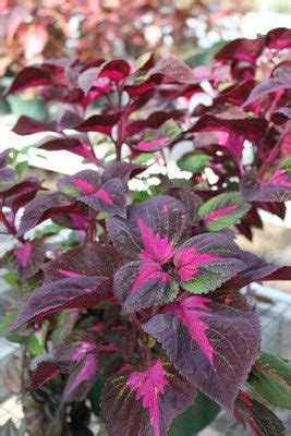 Perilla 'magilla purple' fait partie des coleus. Magilla Perilla - Annual | Plants, Container plants ...