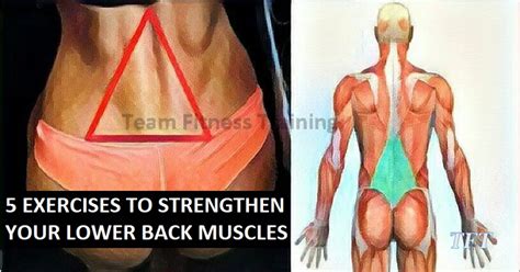 Stretching this muscle relieves pain and tightness in your buttocks and lower back. 5 EXERCISES TO STRENGTHEN YOUR LOWER BACK MUSCLES ...