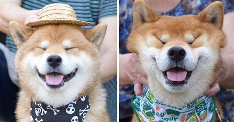 ɕiba inɯ) is a breed of hunting dog from japan. Meet Ryujii, The Handsome And Ridiculously Cute Shiba From ...