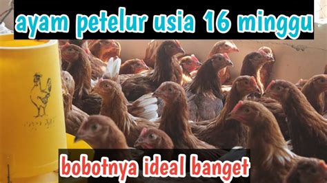 Check spelling or type a new query. Ayam Petelur Usia 16 Minggu | Pullet | Cara Mengetahui ...