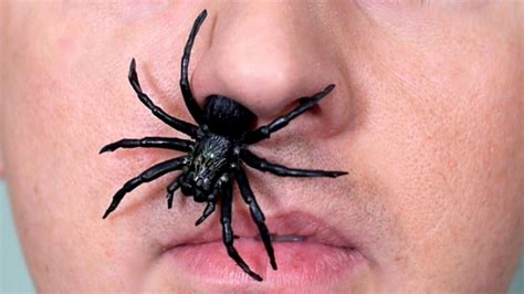 Black widow spiders are a scary thing, especially if you find one in or around your home. SPIDER IN NOSE! - YouTube