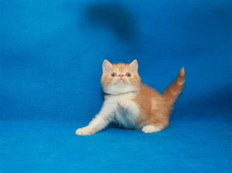 Contact frazier farms exotics with any questions on available exotic cats for sale. Exotic Shorthair Cats For Sale | Portland, OR #266244